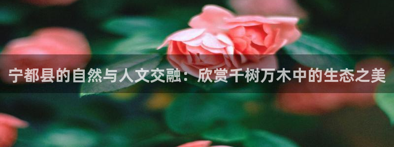 新宝gg代理注册