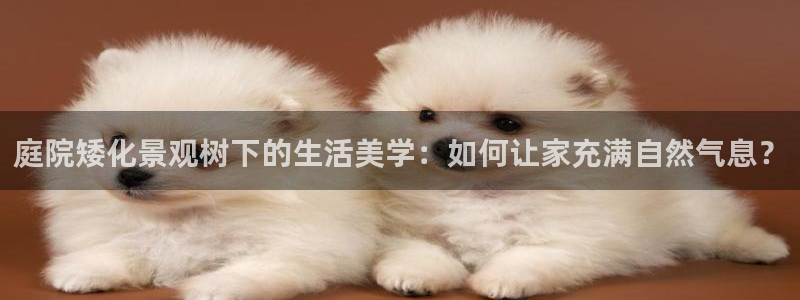新宝gg真的