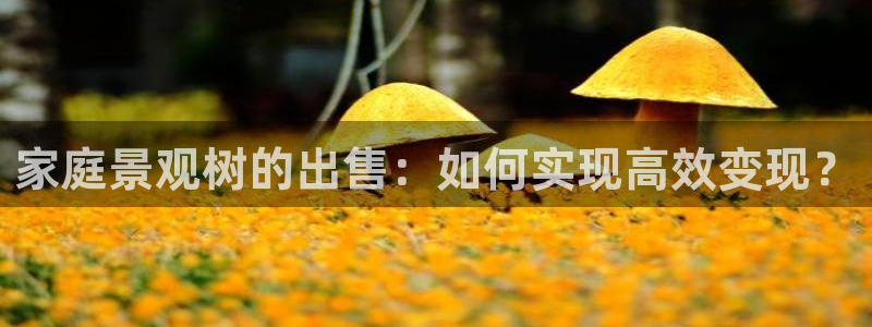 新宝GG—创造奇迹