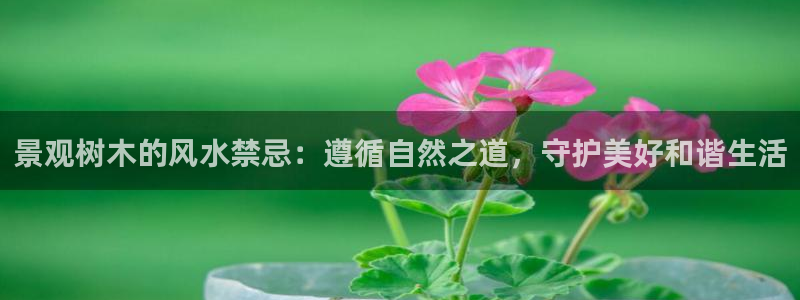 新宝gg手机app
