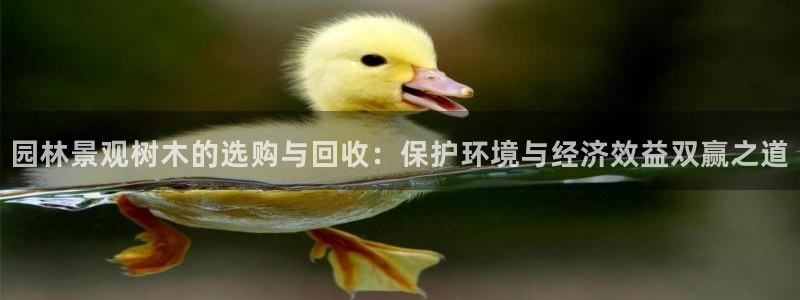 新宝GG链接