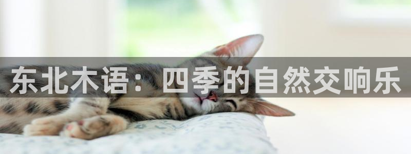 新宝gg—创造
