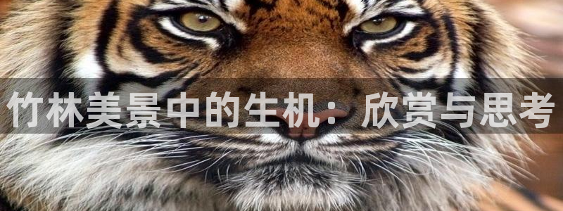 新宝gg入口网址