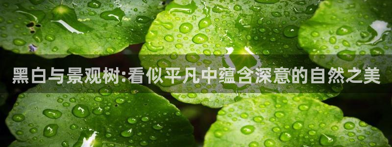 新宝奇迹GG5