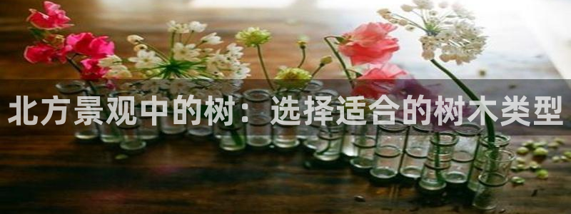 新宝gg app