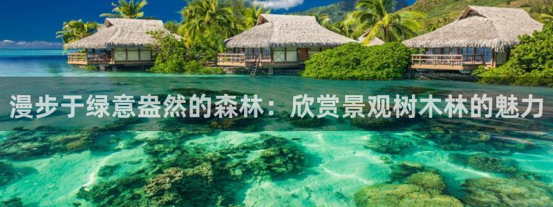新宝六与新宝gg：漫步于绿意盎然的森林：欣赏景观树木林的魅力