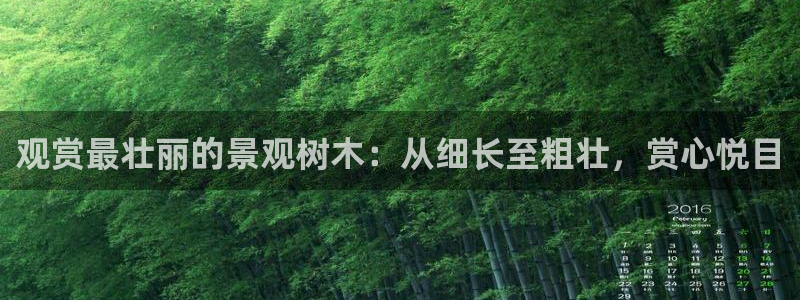 新宝GG管理：观赏最壮丽的景观树木：从细长至粗壮，赏心悦目