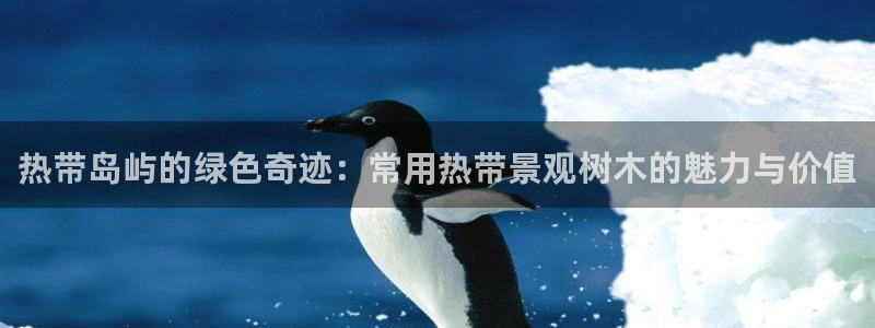 新宝gg是什么