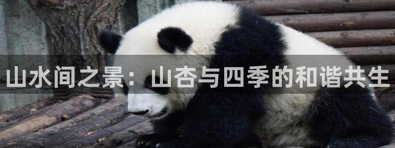 新宝gg找回账号