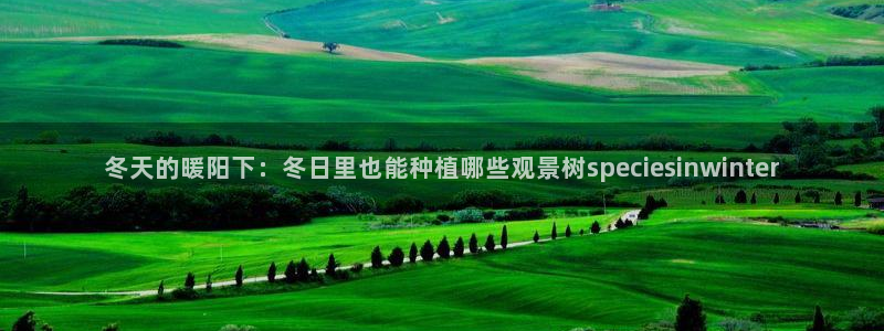 新宝gg 开户：冬天的暖阳下：冬日里也能种植哪些观景树speciesinwinter