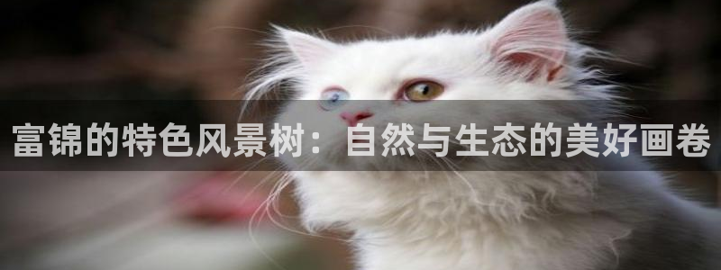新宝gg8：富锦的特色风景树：自然与生态的美好画卷