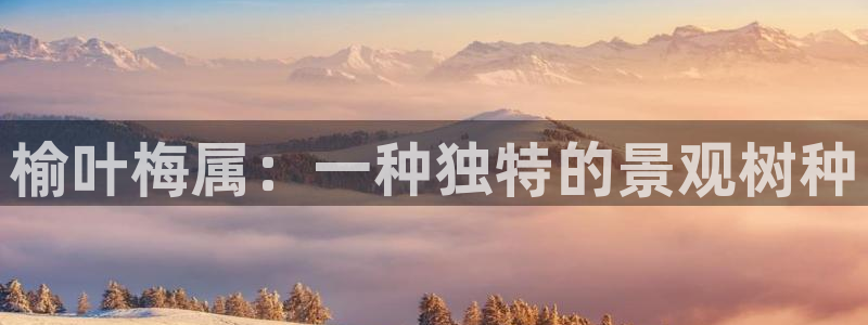 新宝gg系列