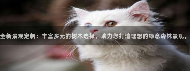 新宝gg — 创造!