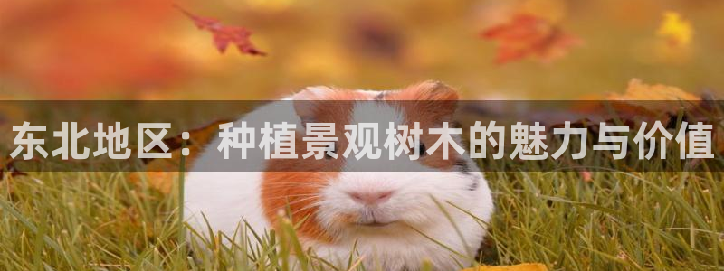 新宝GG—创造奇迹