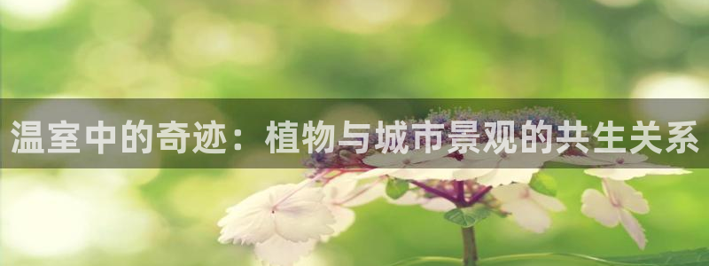 新宝gg是什么