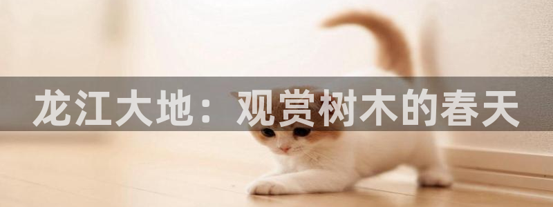 新宝gg有规律么