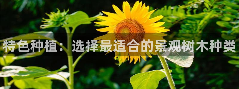 新宝gg传奇