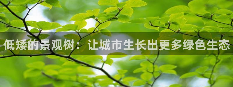新宝gg   创造奇迹：低矮的景观树：让城市生长出更多绿色生态