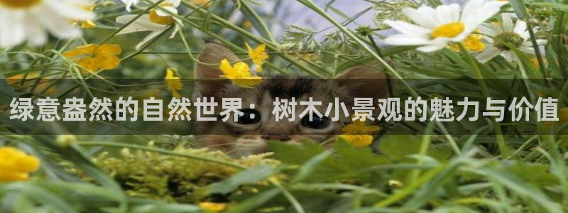 新宝新宝gg开户流程:绿意盎然的自然世界:树木小景观的魅力与价值