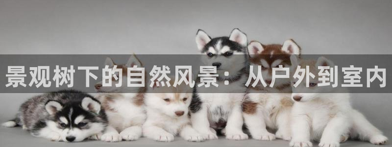 新宝gg软件下载