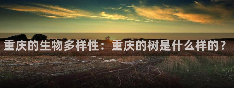 新宝gg返点1956是多少