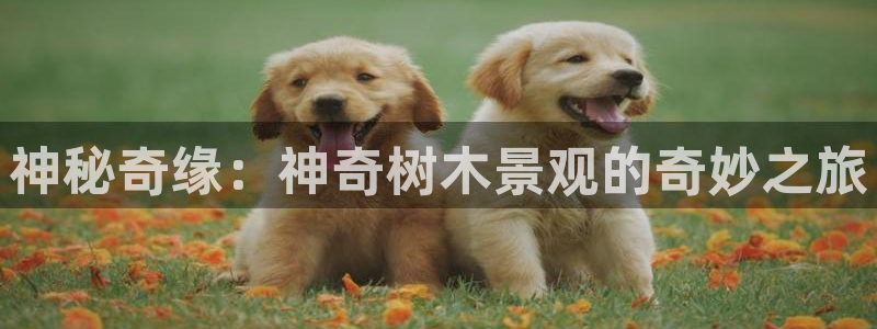 新宝GG都有哪些计划