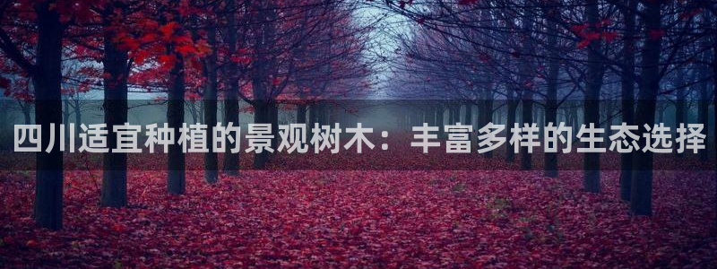 新宝gg奇迹