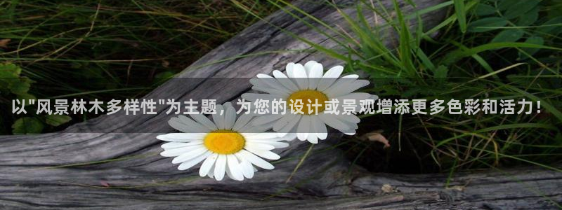 旧版新宝GG