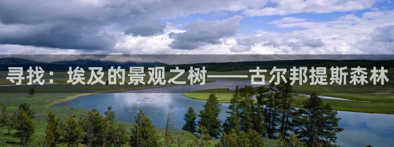 新宝gg 注册：寻找：埃及的景观之树——古尔邦提斯森林